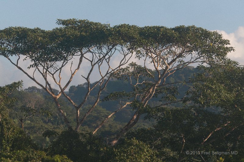 20101204_082758 D300.jpg - Rainforest at Soberania National Park (Pipeline Road) is one of the world's premiere place to spot birds.  Panama hosts about 10% of all the world's species of birds